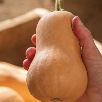 Baby Butternut Squash