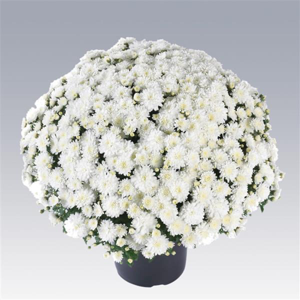 BOGO Mum - Full Bloom