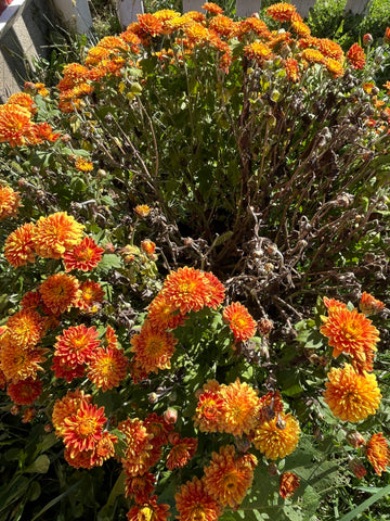 Discounted 9" Mums